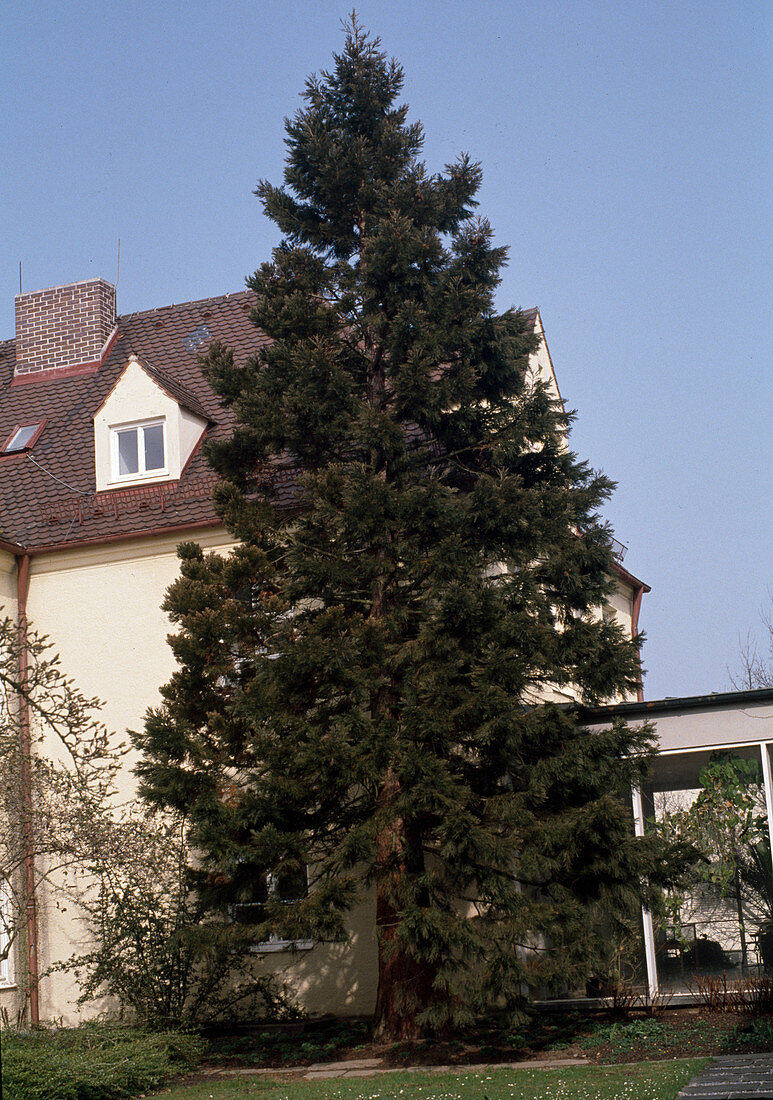 Sequoiadendron giganteum