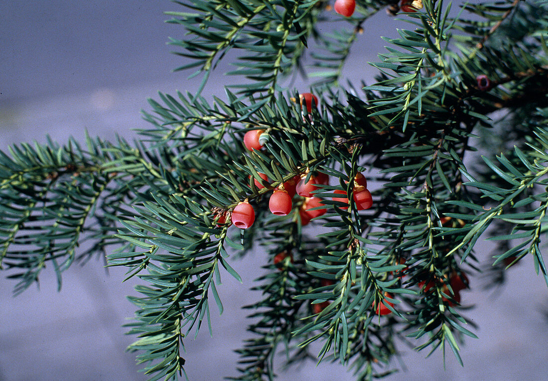 Taxus baccata (common yew) with fruit