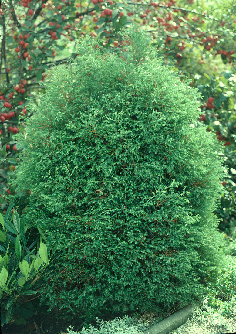 Chamaecyparis pisifera 'Squarrosa'