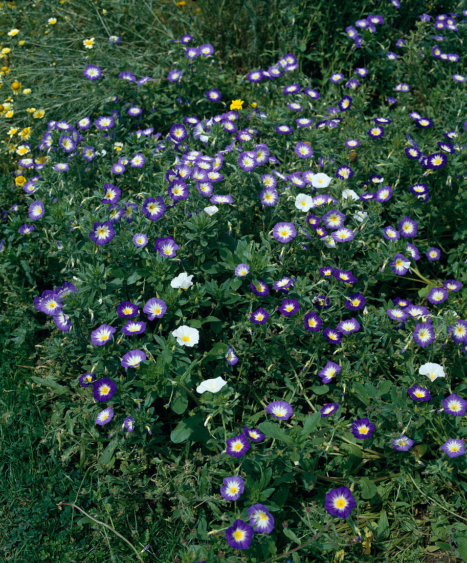 Convolvulus tricolor (Three-coloured bindweed)