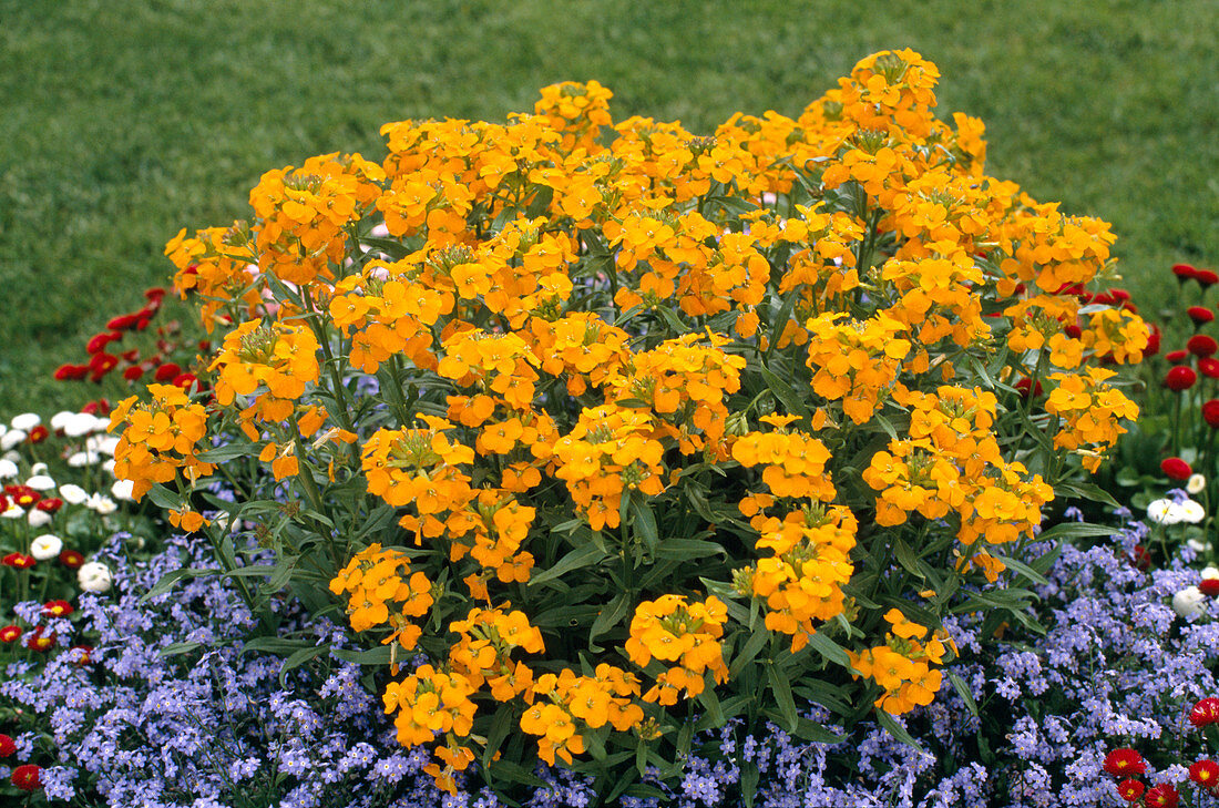 Erysimum Glow Orange