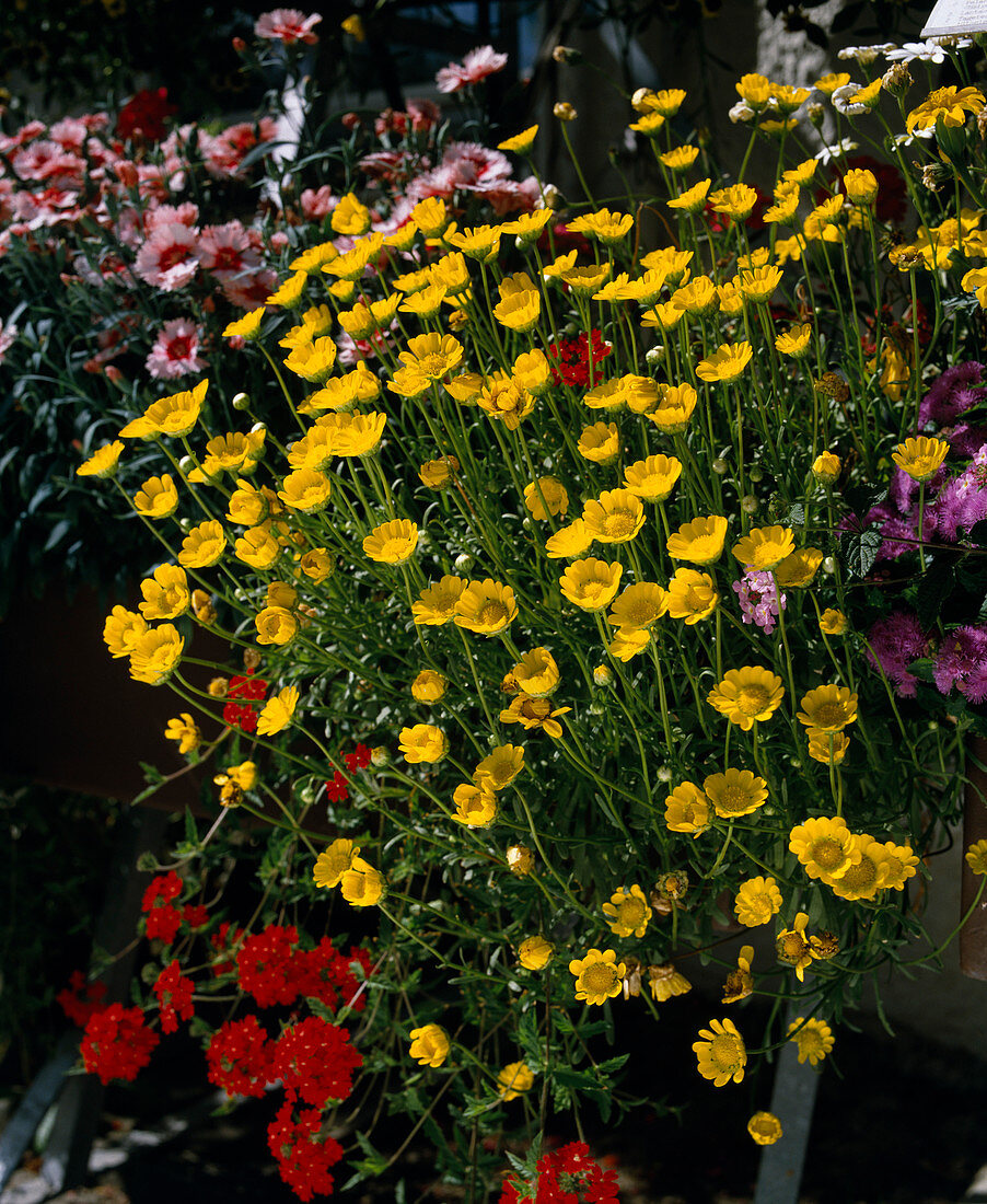 Yellow dwarf daisy