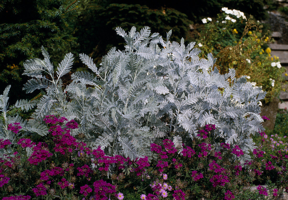 Chrysanthemum Ptarmiciflorum 'Silver Feather' and Verbena