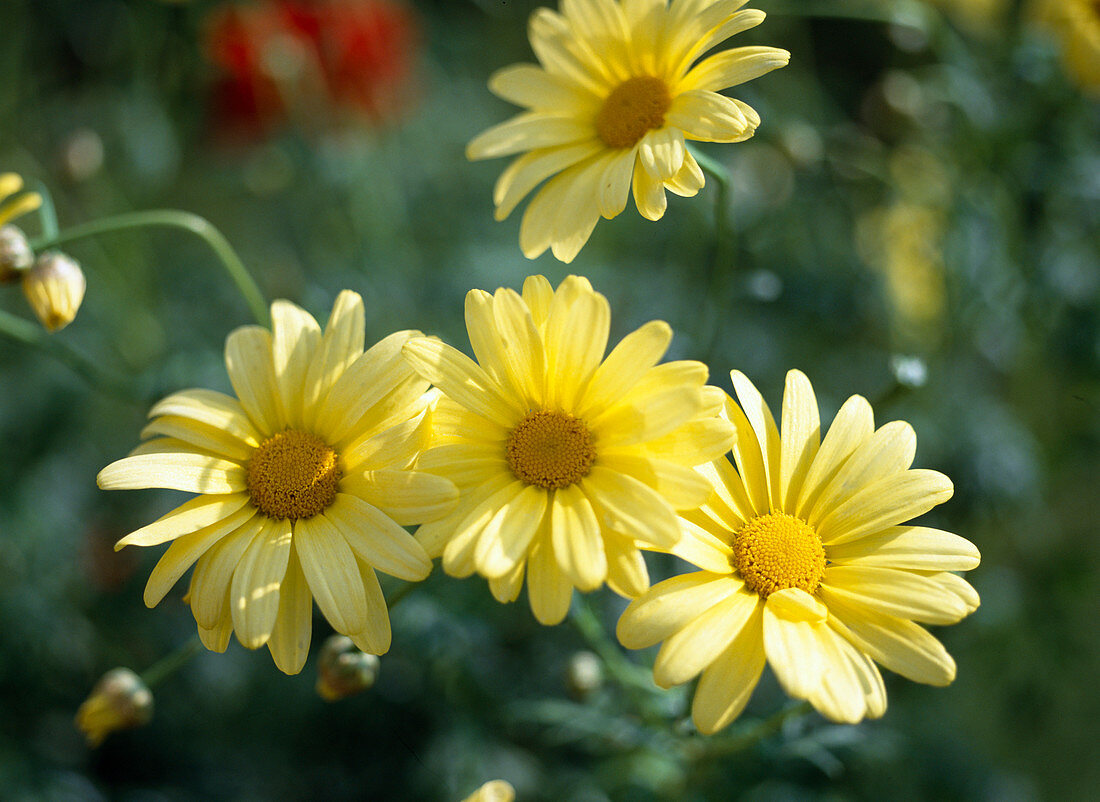 Argyranthemum frutescens 'Schöne von Nizza' (Margerite)