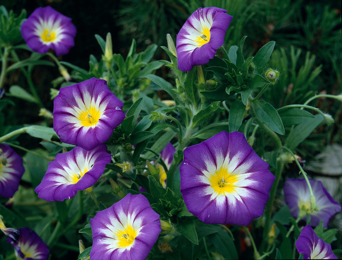 Convulvulus tricolor