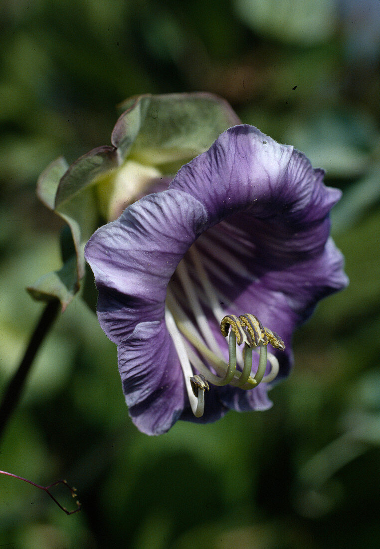 Cobaea scandens