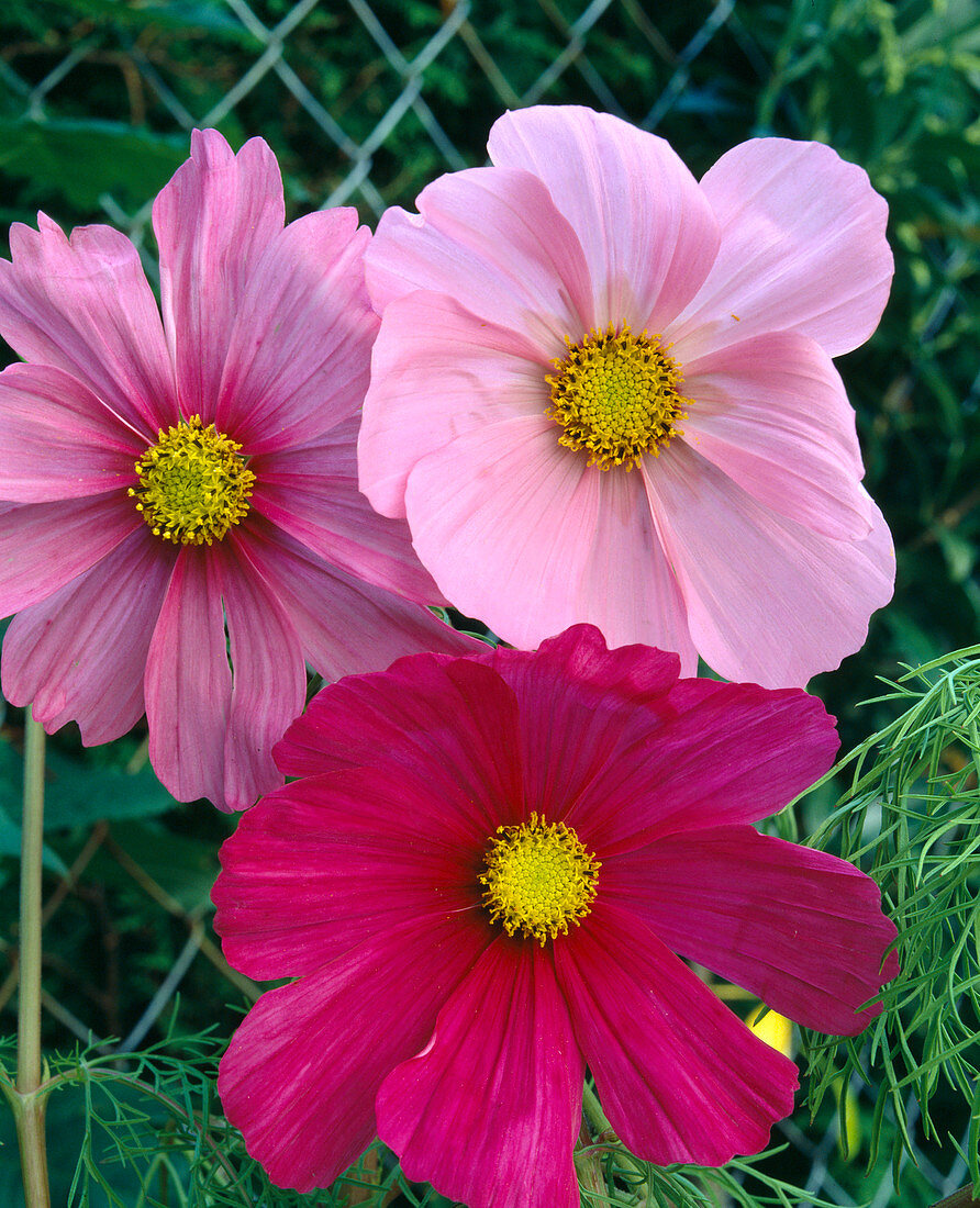 Cosmos-Mischung, Cosmos bipinnatus