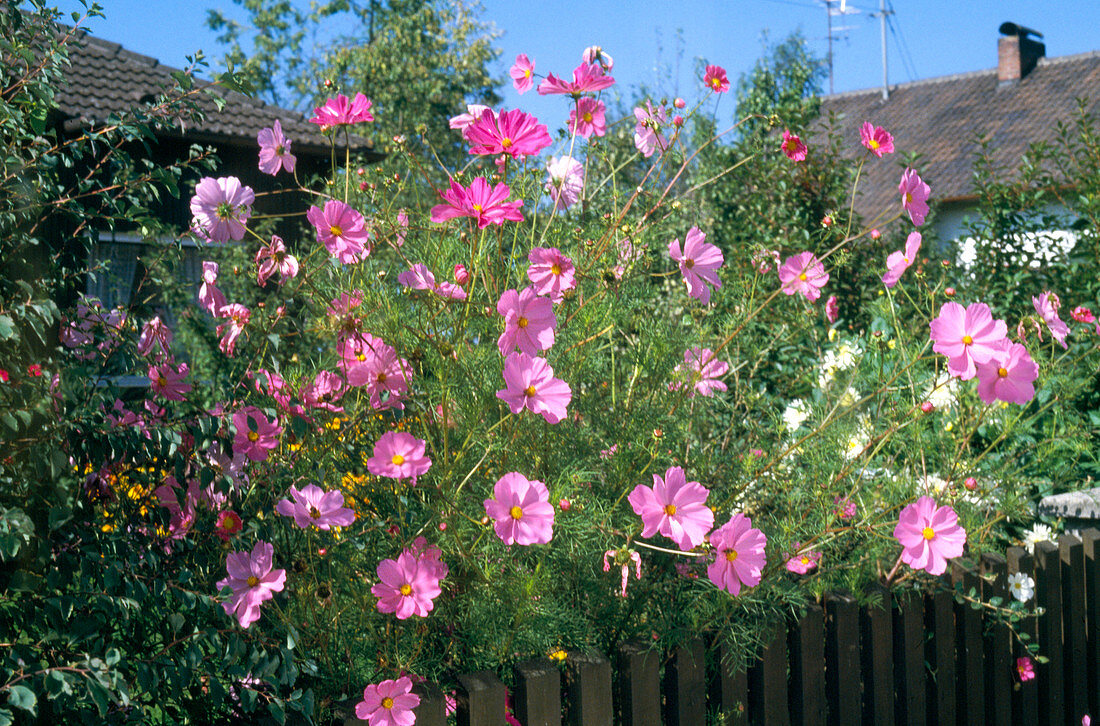 Cosmos bipinnatus