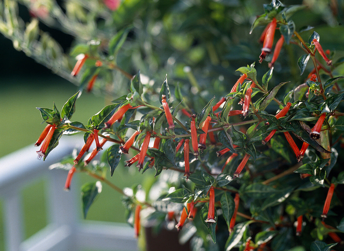 Cuphaea ignea 'Medaillon'