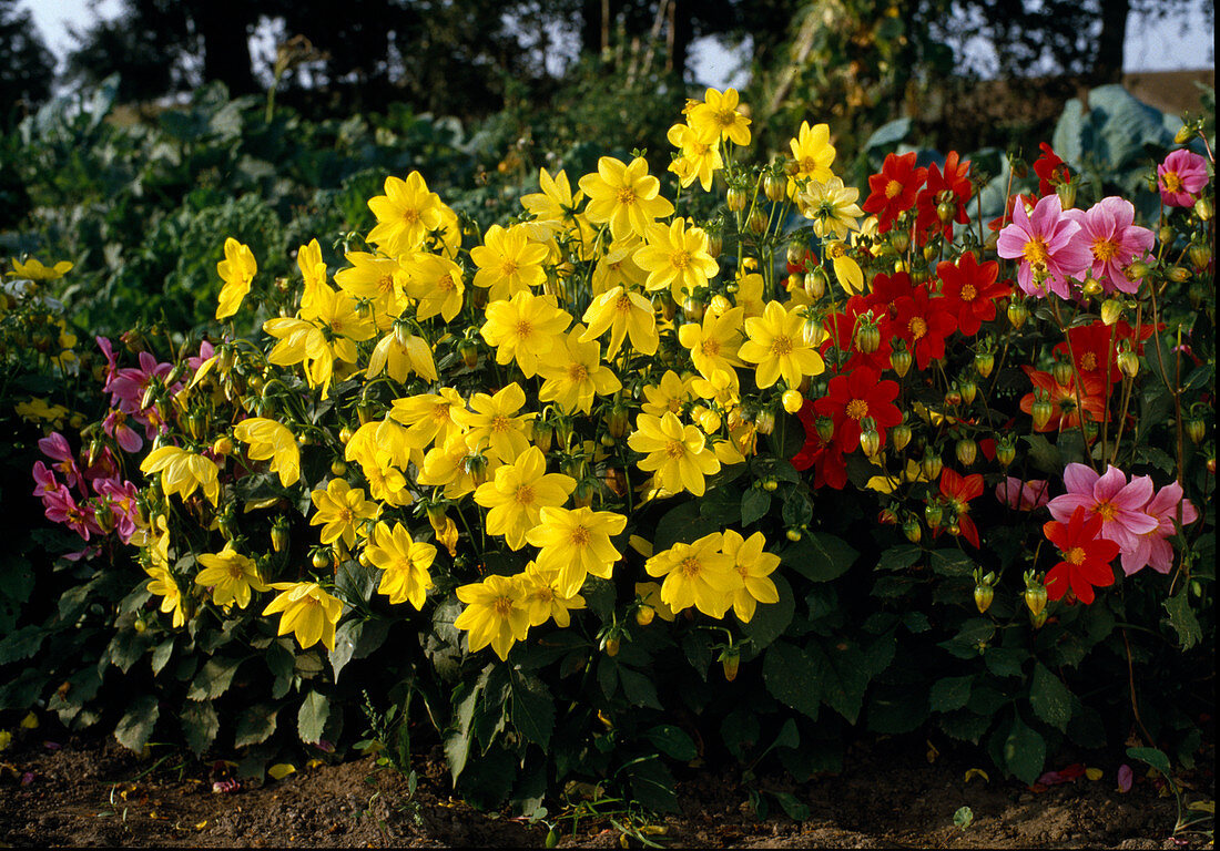 Dahlia variabilis