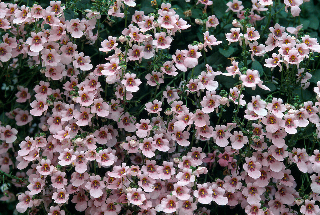 Diascia virgilis 'Elliot Variety'