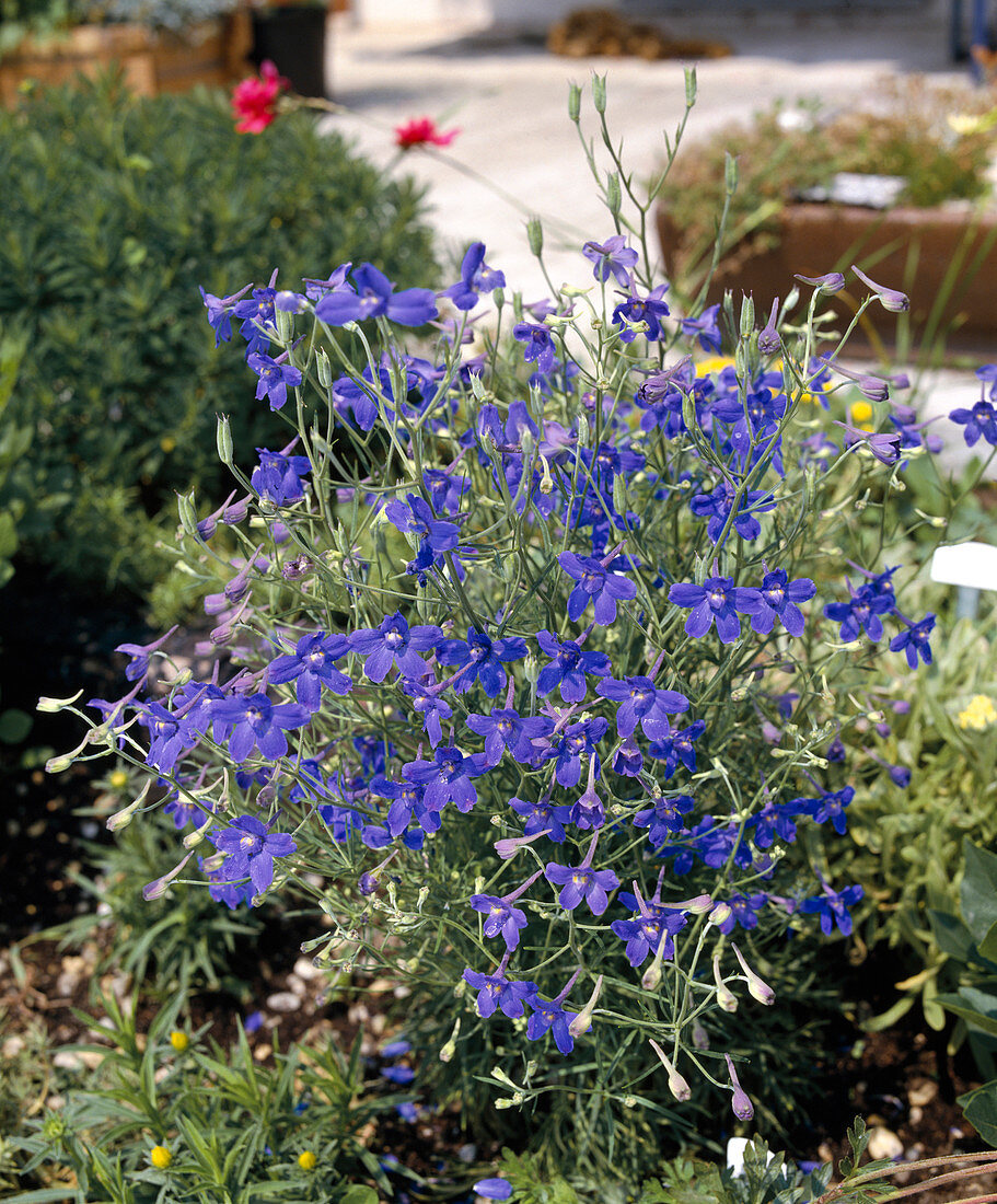 Delphinium grandiflorum 'Blue Dwarf'