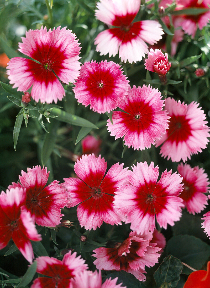 Dianthus chinensis 'Raspberry Parfait'