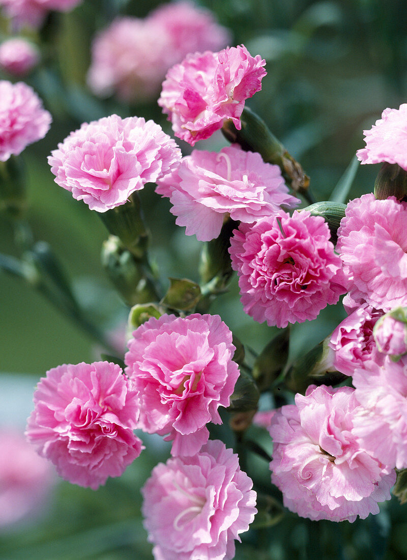 Dianthus hybr. 'Julia'