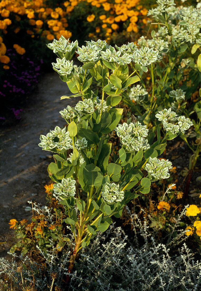 Euphorbia marginata 'Bergkristall'