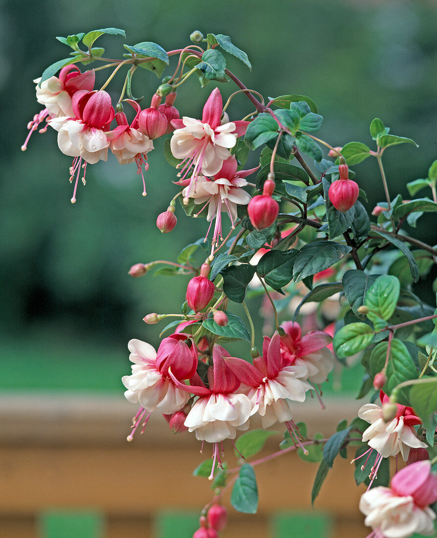 Fuchsia Hybride