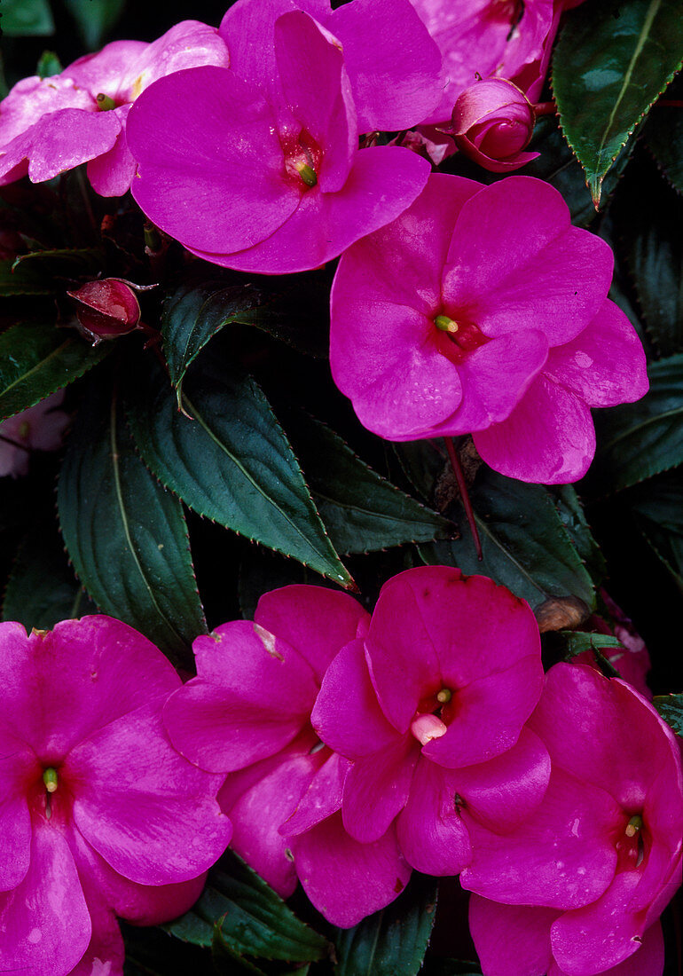 Impatiens New Guinea hybrid