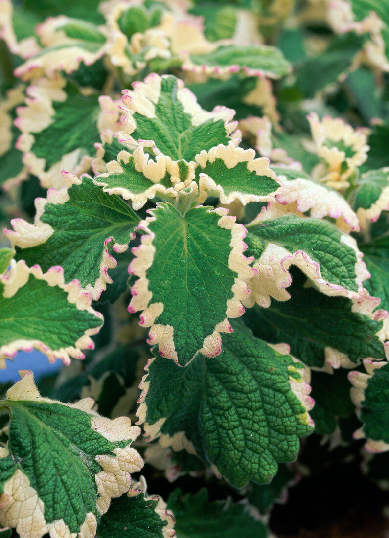 Plectranthus ciliatus