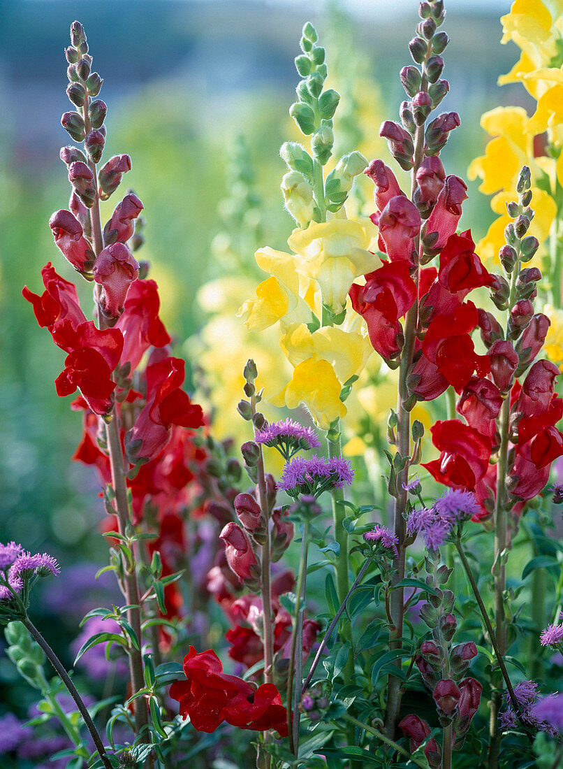 Antirrhinum majus 'scarlet fever', yellow