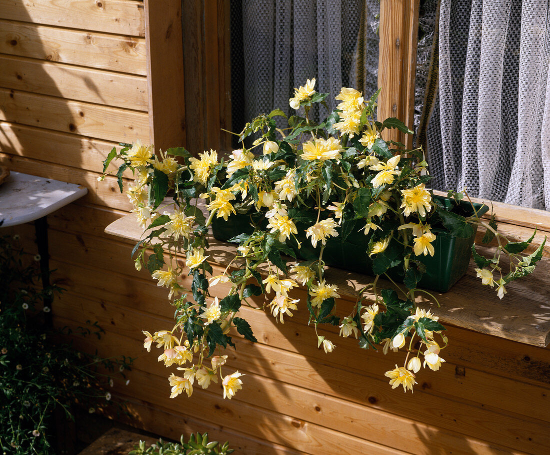 Begonia pendula