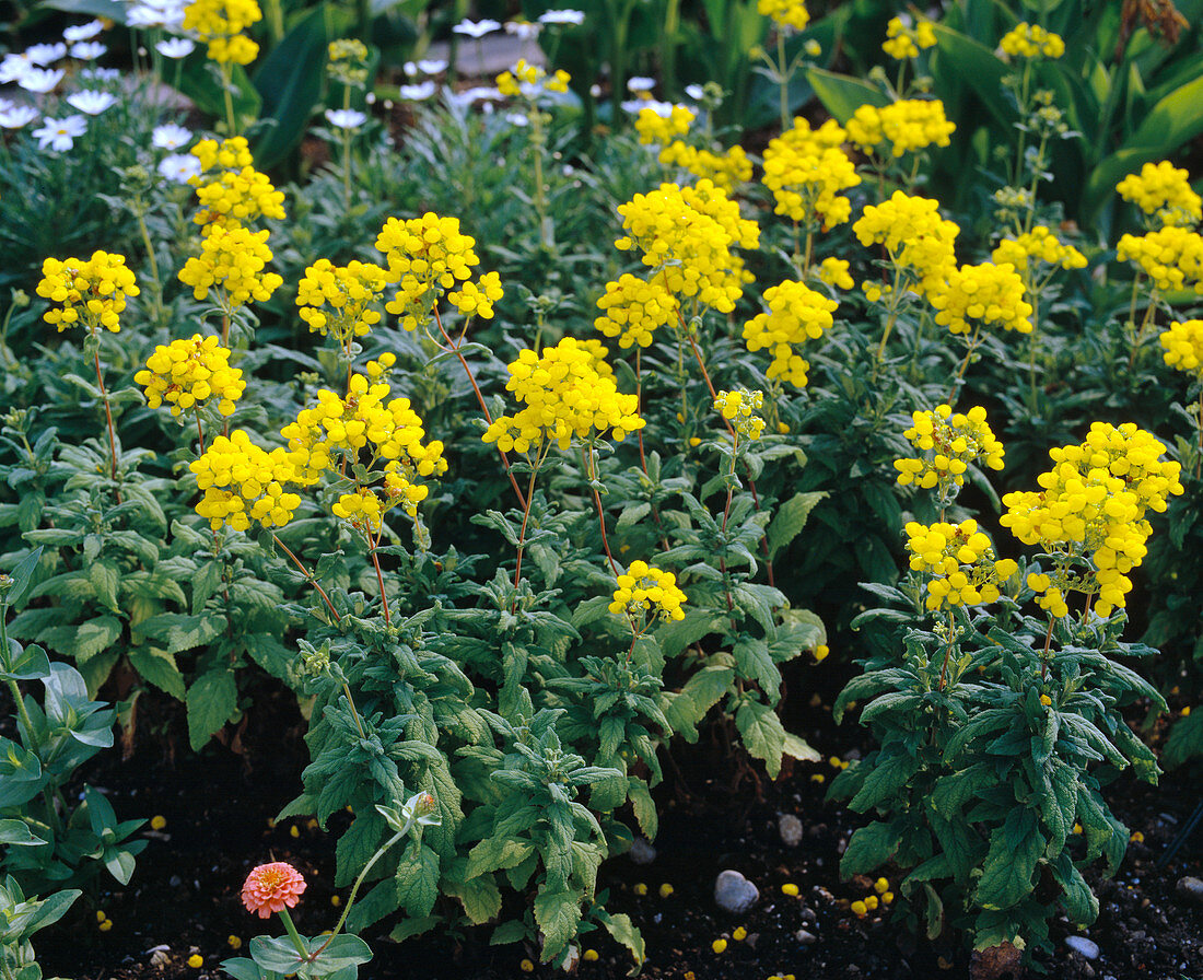 Calceolaria integrifolia