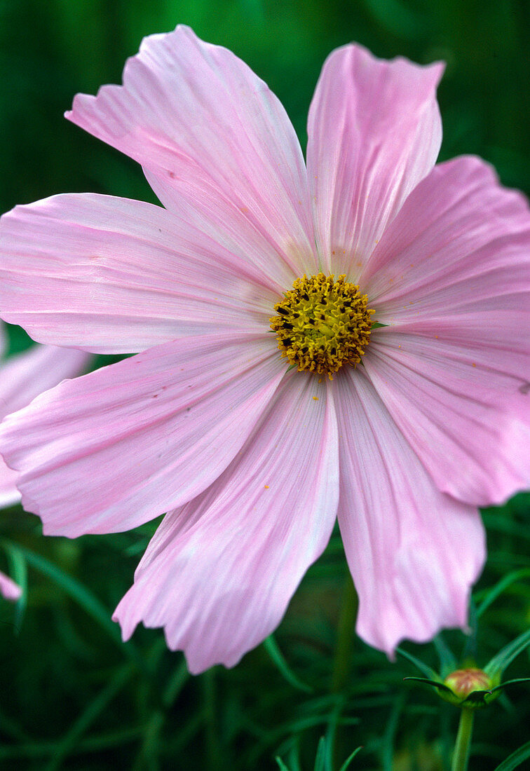 Cosmos bipinnatus