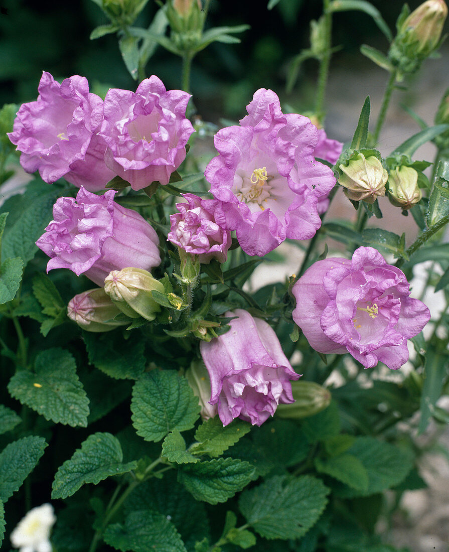 Campanula medium