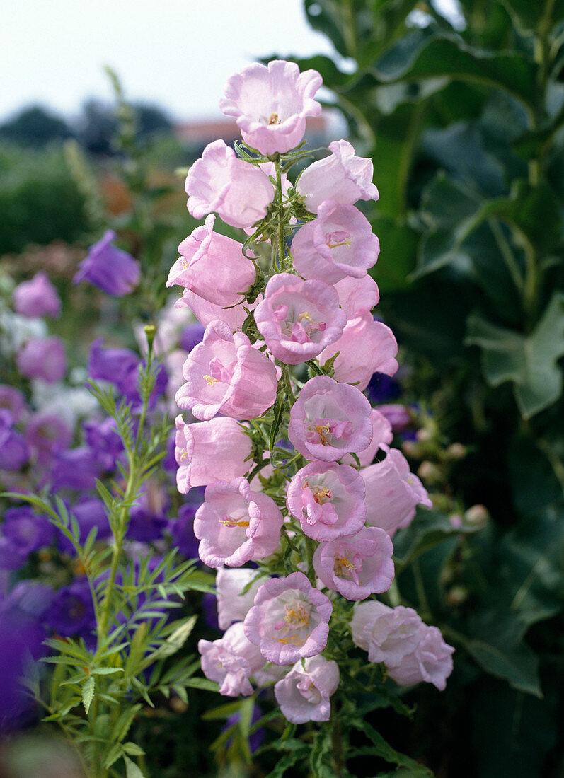 Campanula medium 'Simple Pink'