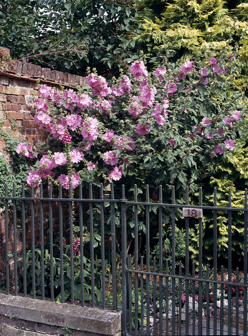 Lavatera olbia-rosea