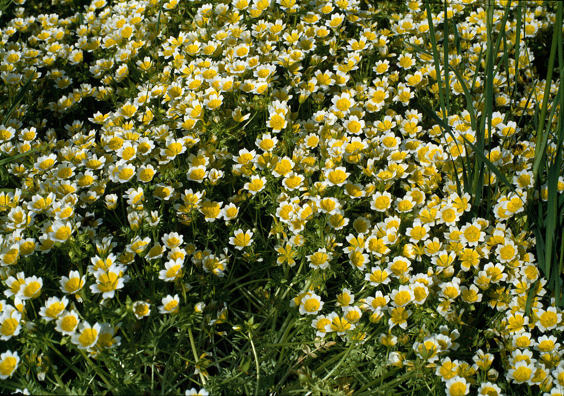 Limnanthes douglasii