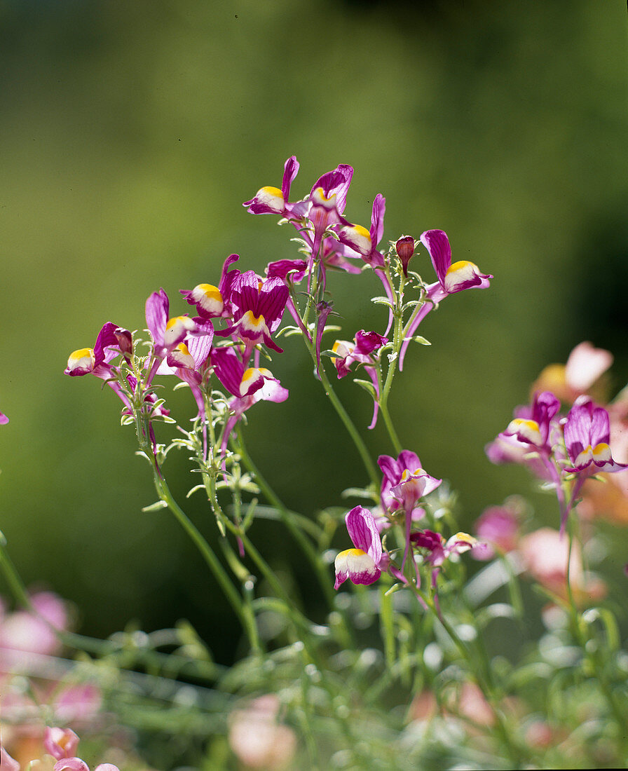 Linaria maroccana