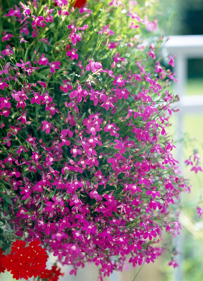 Lobelia erinus compacta