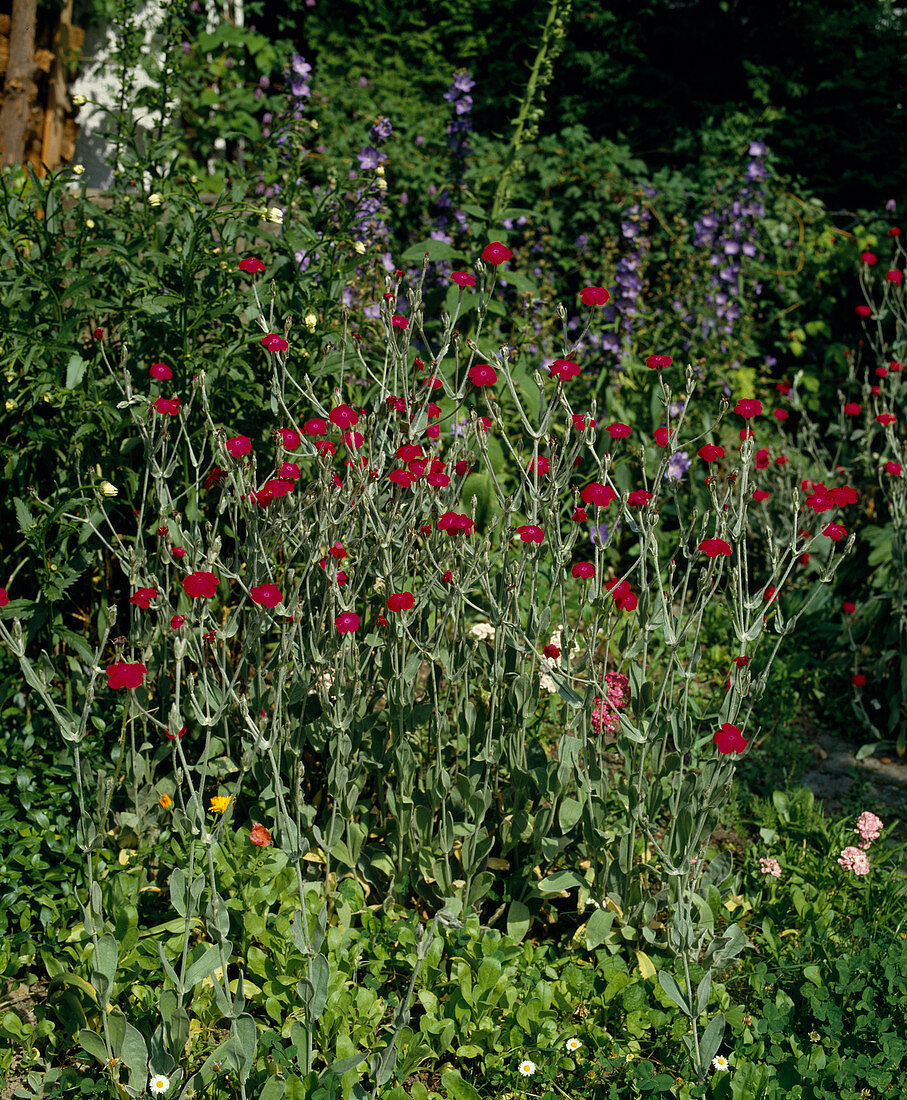 Lychnis coronaria