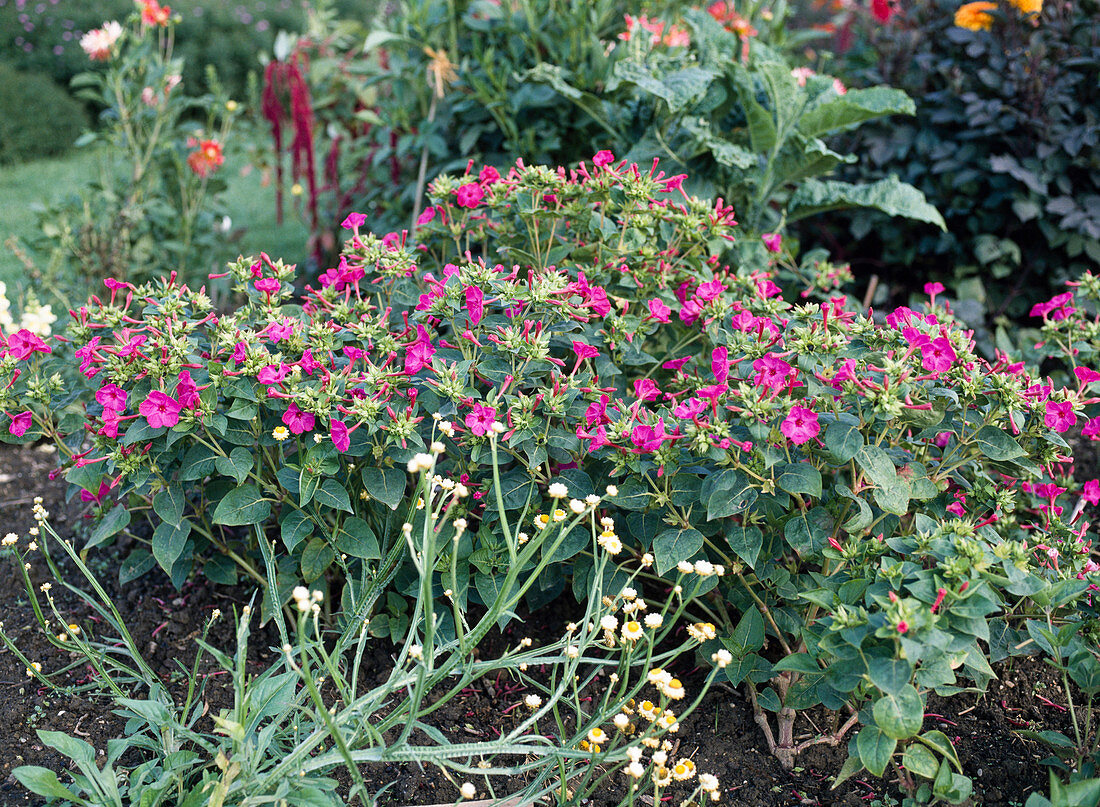 Mirabilis jalapa