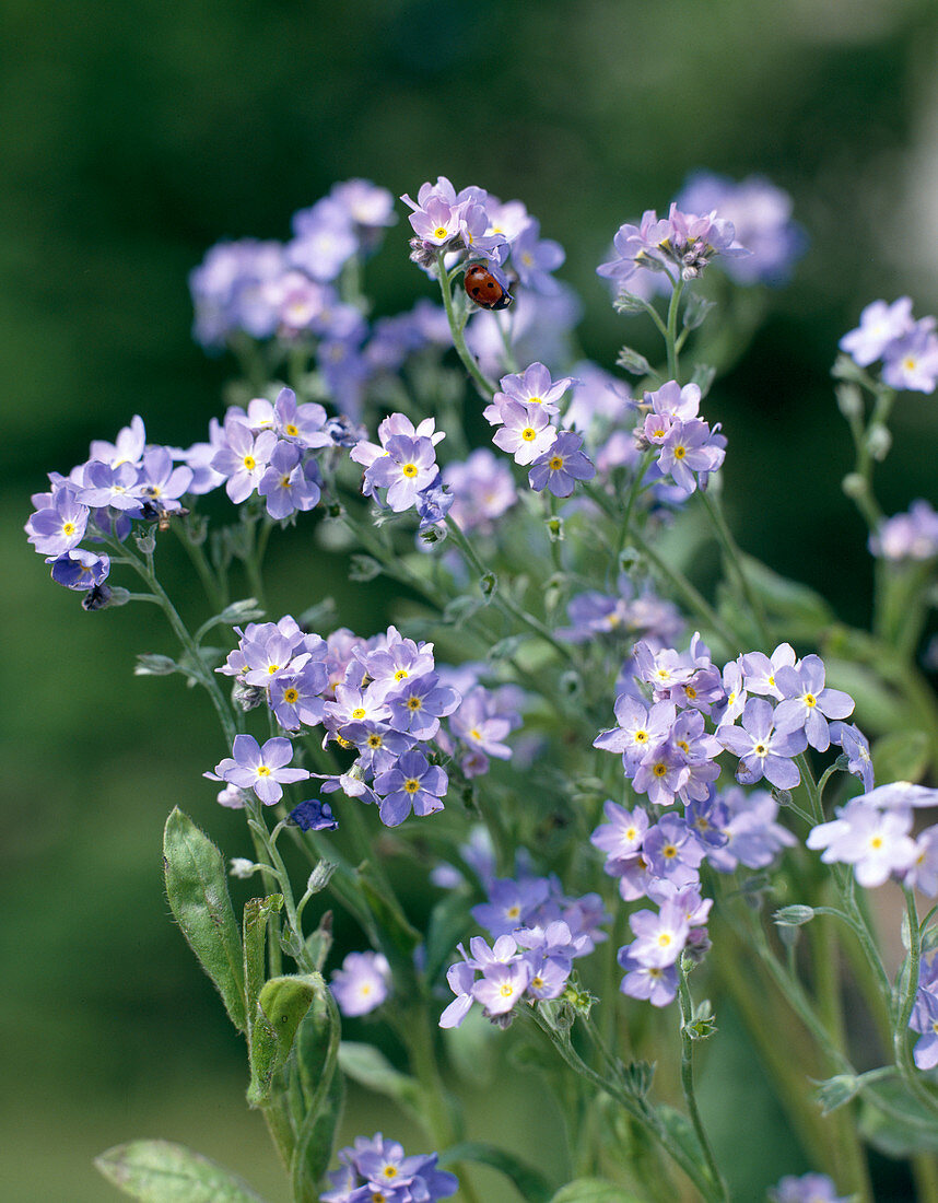 Myosotis sylvatica