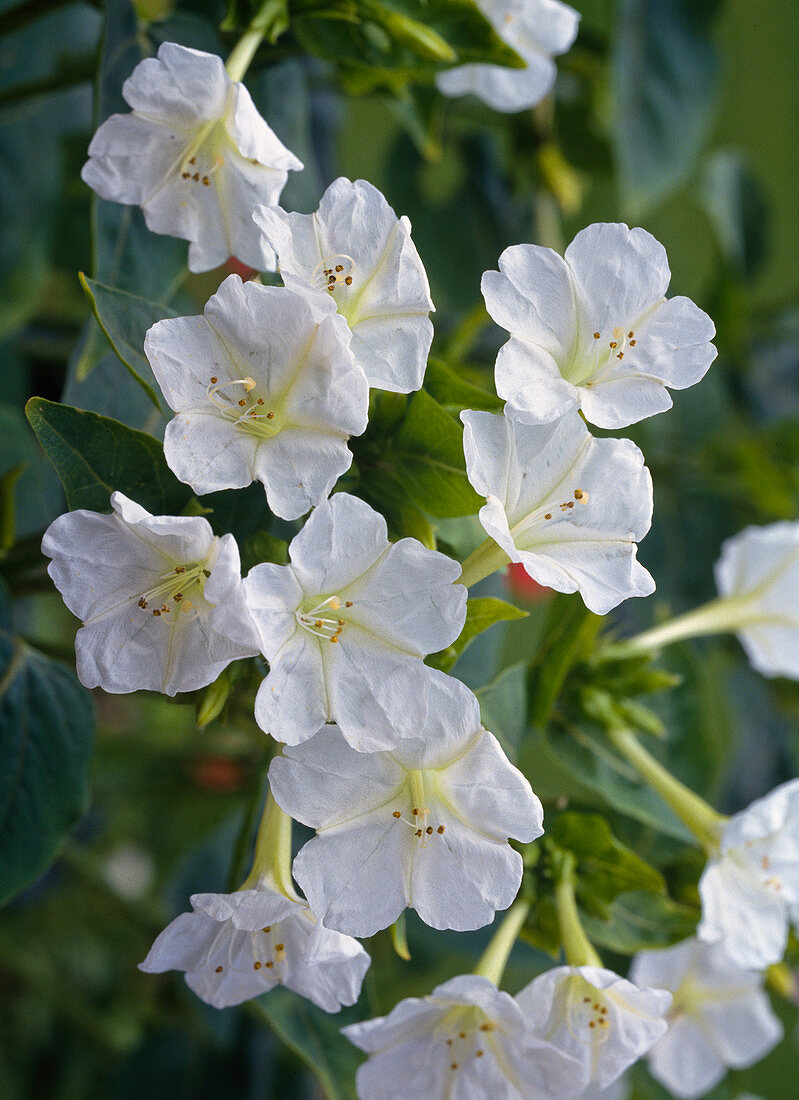 Mirabilis jalapa