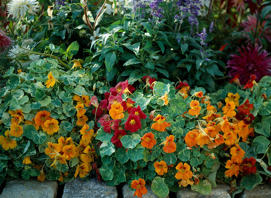 Tropaeolum majus 'Tip Top Alaska Mix' (Nasturtium)