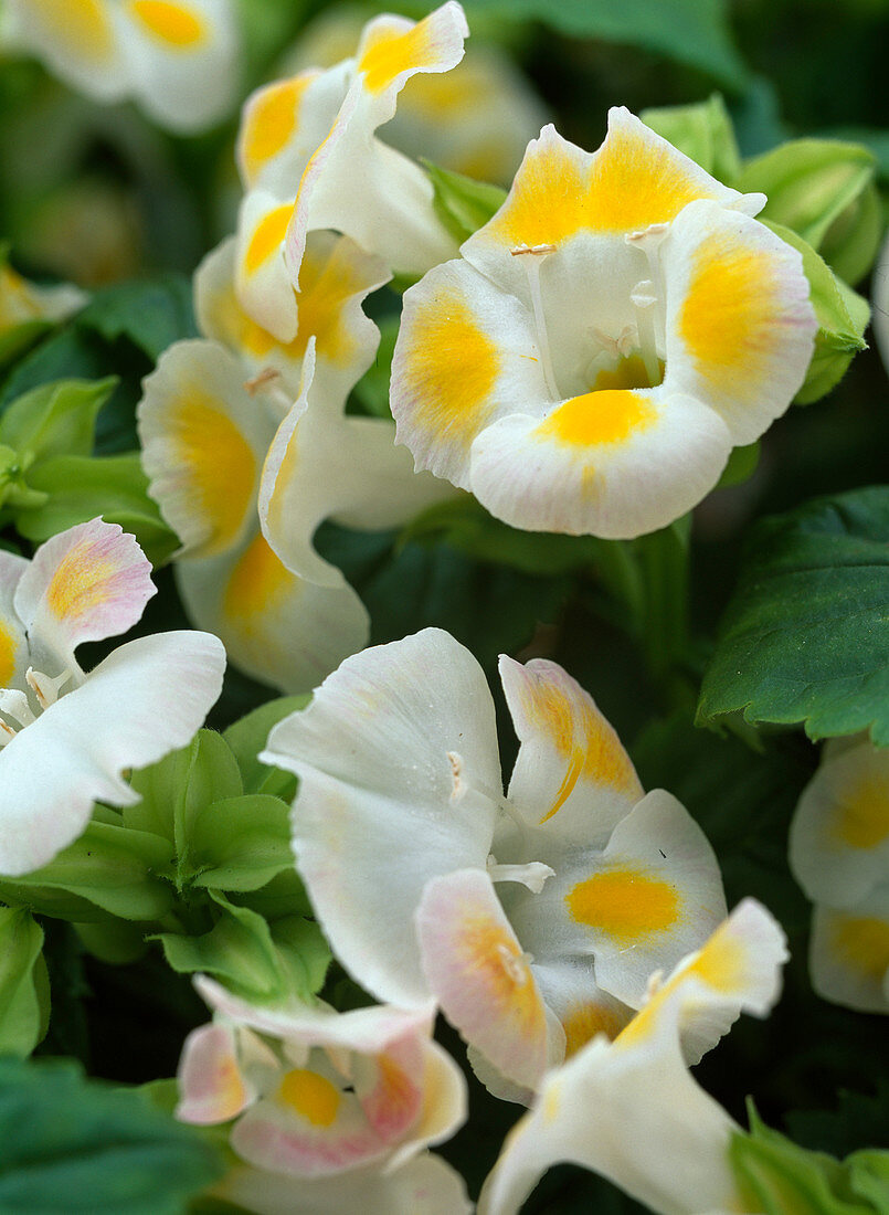 Torenia Clown 'Lemon Drop' (Schnappmäulchen)