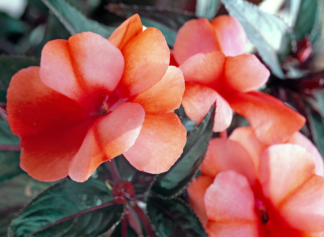 Impatiens Neu Guinea 'Paradise Cabuya'