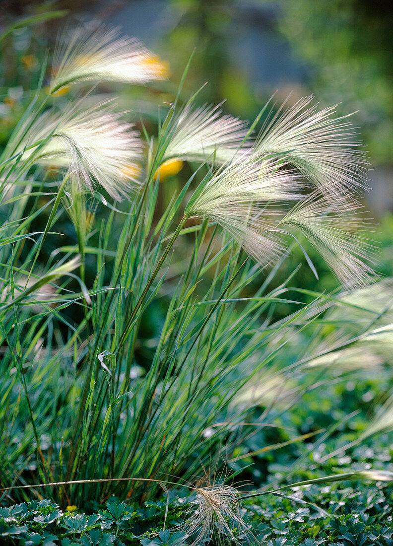 Hordeum jubatum (Mähnengerste)