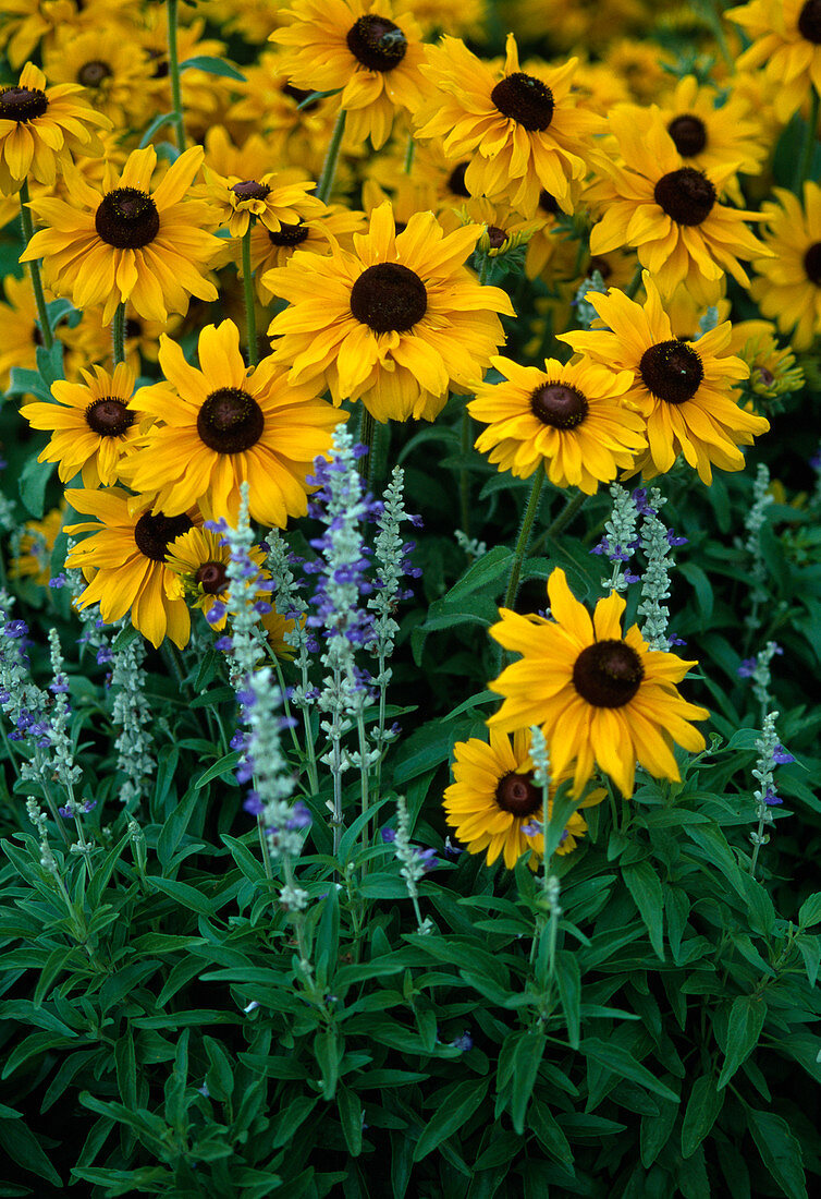 Rudbeckia hirta 'Marmalade'