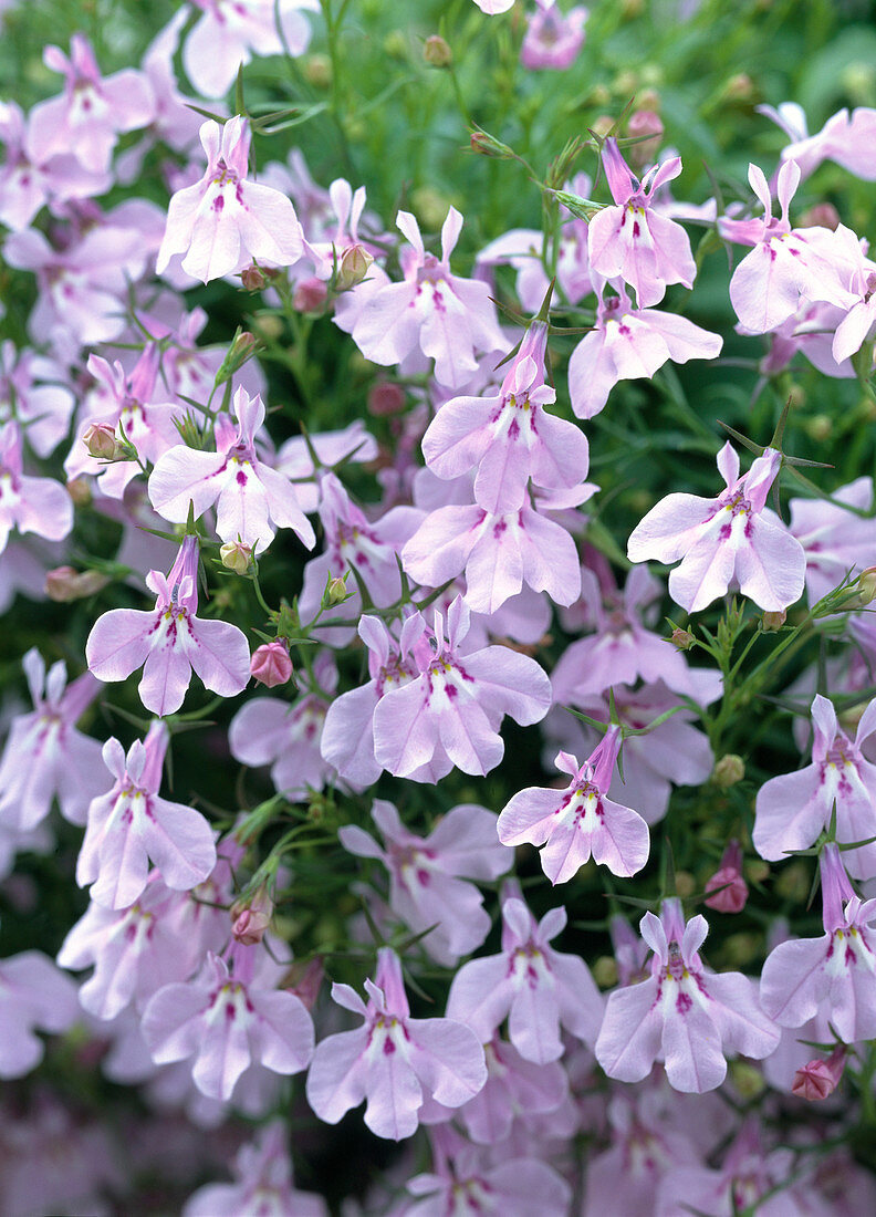 Lobelia 'Lavender' (Männertreu)