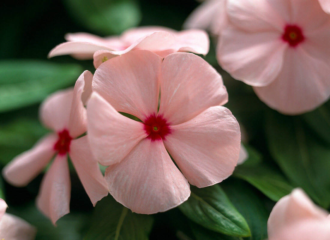 Catharanthus roseus (Vinca) 'Apricot Cooler' (Sinngrün)