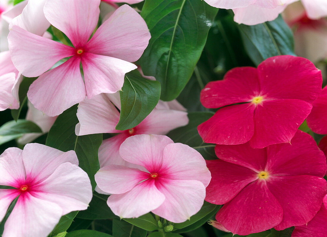 Catharanthus roseus (Vinca) 'Titan Rose' and 'Pacifica Blush'