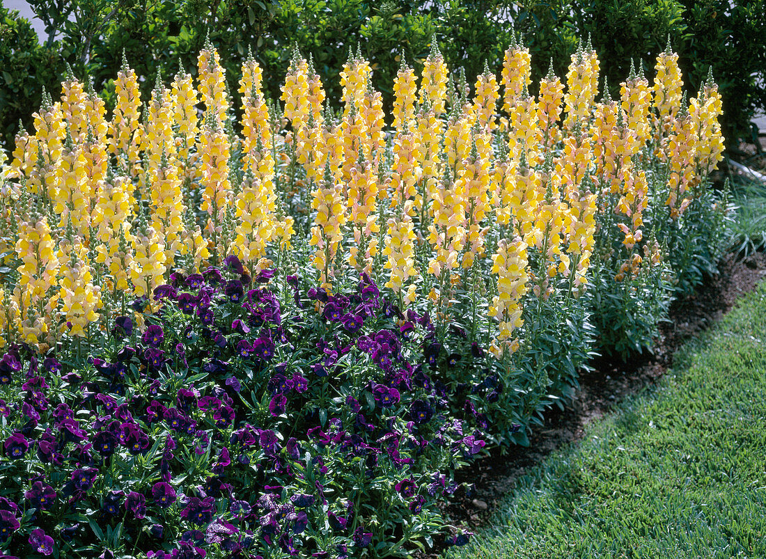 Antirrhinum Maryland 'Golden Bronze' (Löwenmäulchen)