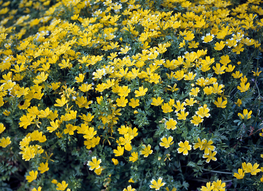 Limnanthes douglasii (Spiegeleierblume)