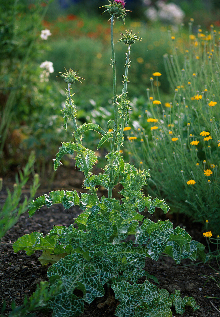 Silybum marianum (Milk thistle)