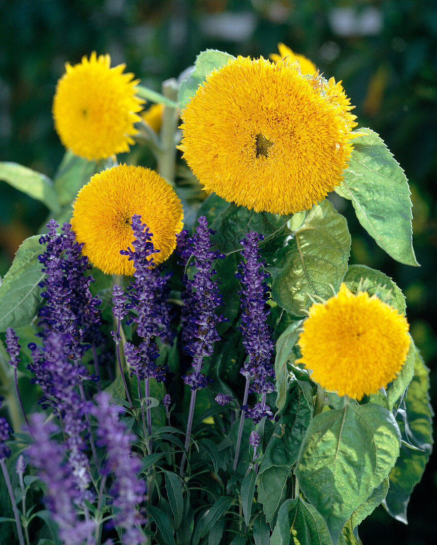 Helianthus annuus 'Teddybär'