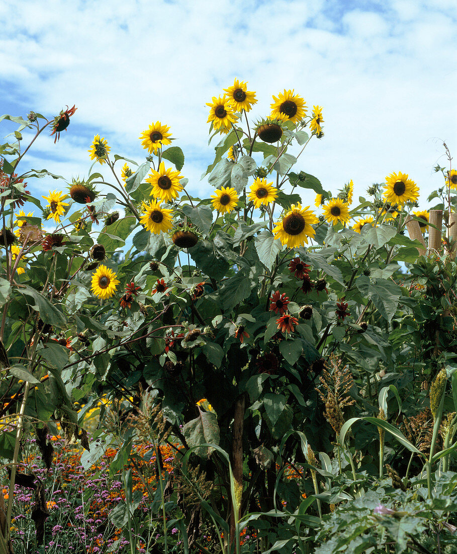 Helianthus annuus 'Golden Negro'