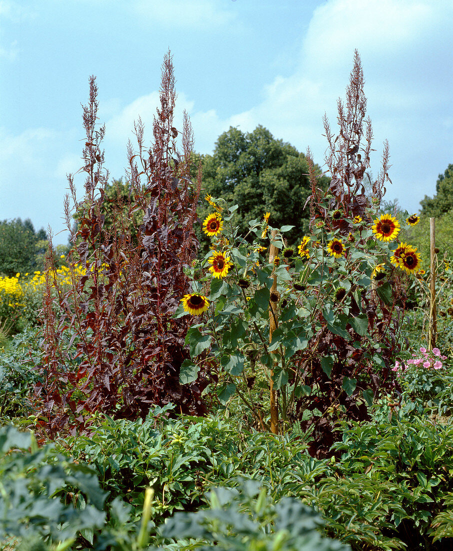 Helianthus annuus 'Evening Sun'